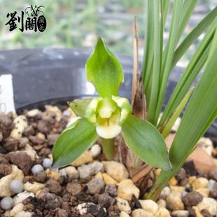 刘阁兰花苗 春兰素心梅瓣 江南雪 冬带浓香花苞出售好养花卉盆栽