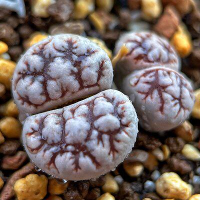 7年c188优选云映玉岛田生石花番杏屁股花pp花肉锥植物爱萌多肉