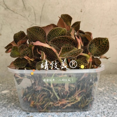 金线莲鲜品250克金线莲种苗