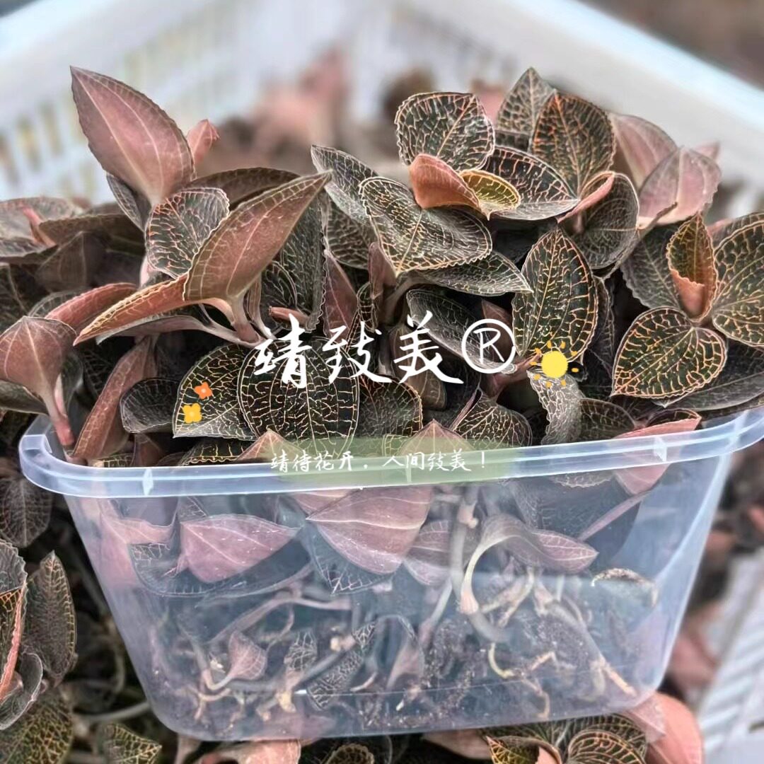 福建林下种植金线莲新鲜采摘金线莲鲜品土培种土种苗金线莲带土