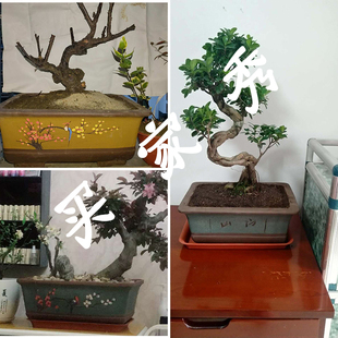特大号长方型精品紫砂花盆老桩榕树绿植多肉盆景盆阳台落地马槽盆