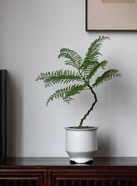 静艺花舍 蓝色的花楹盆栽办公室内桌面造型绿植净化空气四季常青