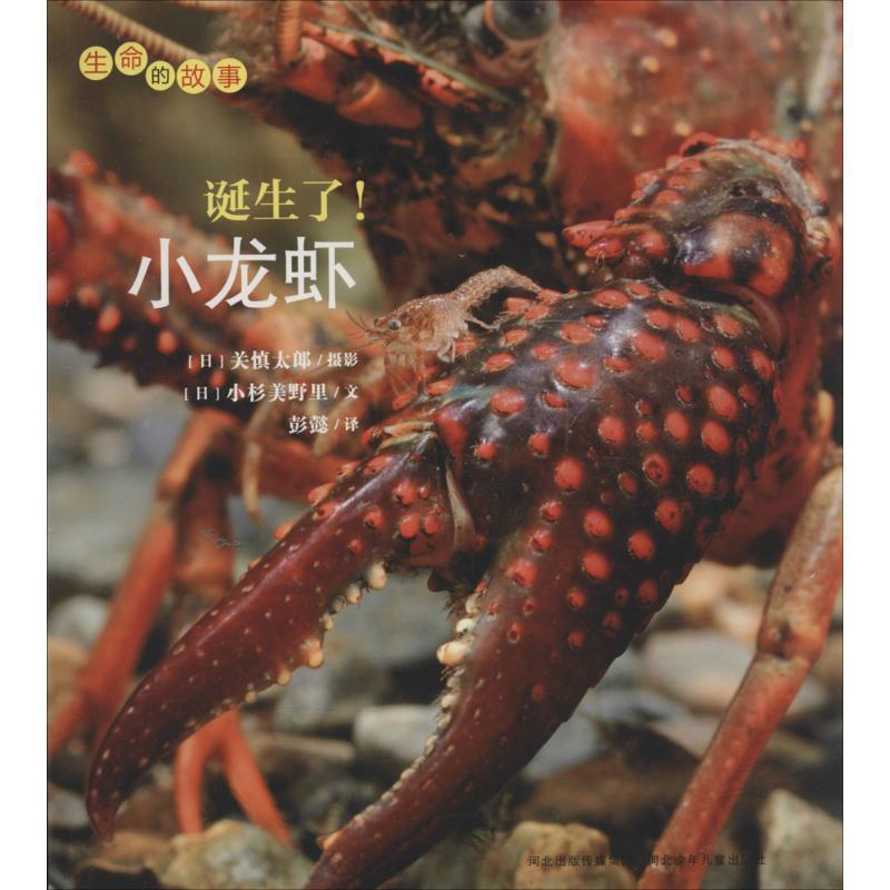 【正版书籍】 生命的故事系列:诞生了!小龙虾 (日)小杉美野里 河北少年儿童出版社