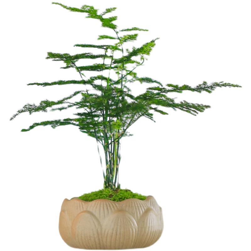 文竹盆栽净化空气绿植四季好养防辐射观叶创意盆景客厅办公桌阳台