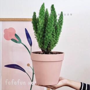 狐尾天门冬武竹盆栽阳台花卉庭院绿植物好养包活室外观叶切叶常绿