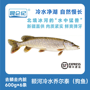 冷冻锁鲜去鳞去内脏 整条鱼装 昆仑纪新疆额尔齐斯河乔尔泰 狗鱼