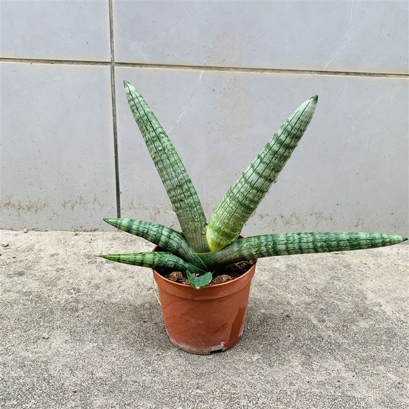 招财佛手棒叶虎皮兰佛手佛掌佛前香E净化空气室内阳台四季防辐射