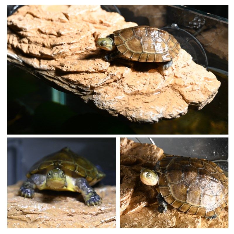 乌龟吸盘晒背台高水位爬台浮岛鱼缸水族箱深水爬梯仿石头休息平台