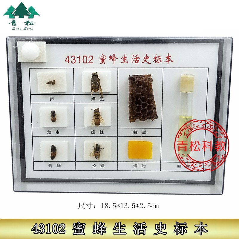 43102 蜜蜂j生活史标本 初高中生物 教学用 科教仪器实验器材