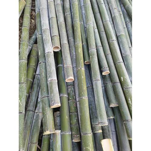 楠竹粗大毛竹子户外菜园庭院园艺篱笆围栅栏树木支撑架竿搭棚旗杆