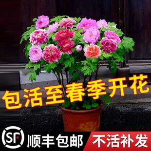 牡丹花树苗带盆带土洛阳正宗带花苞牡丹花种耐寒花卉盆栽牡丹花苗