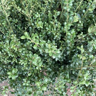 龟甲冬青树苗四季常青小叶冬青球庭院绿化苗植物造型苗龟甲冬青球