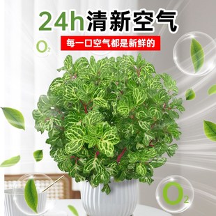 钱多多植物盆栽福禄桐绿植室内外办公室客厅招财好养四季常青禄植