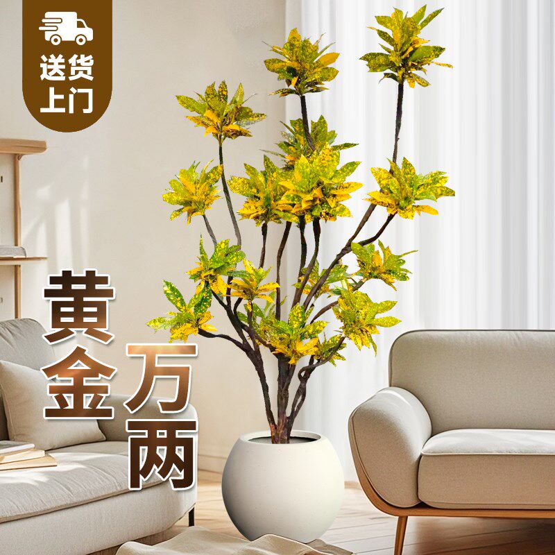 洒金榕盆栽黄金榕变叶木绿植室内大型植物旺宅树客厅落地大号真花