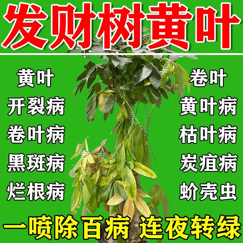 发财树叶斑病专用肥黄白斑急救黄叶枯叶烂根营养液植物花卉营养液