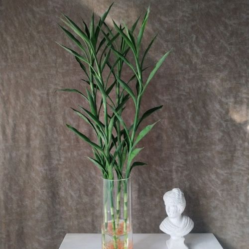 小叶富贵竹招财竹水培室内水养绿植办公桌客厅带根好养净化空气