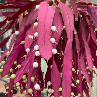 红叶丝苇绿植吊盆植物仙人掌红色喜庆观叶吊盆植物果实可食用