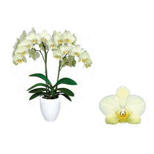 蝴蝶兰双花剑欧品带花剑应春节花20-90天开 花城南花开 对版包邮