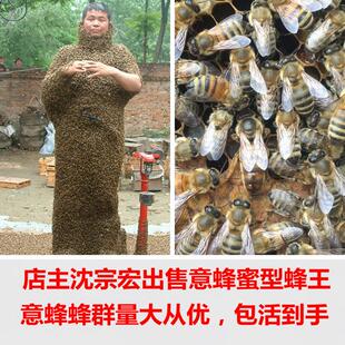 意蜂蜂群笼蜂。意蜂蜂王 意蜂产子蜂王 喀尔巴阡蜂王 金卡蜂王