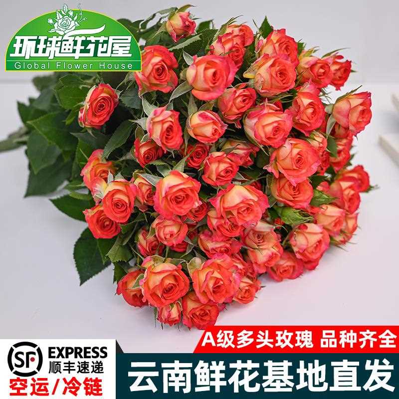 多头玫瑰鲜花水养云南直发泡泡玫瑰霓裳酷皮苏菲宝贝家用插花顺丰