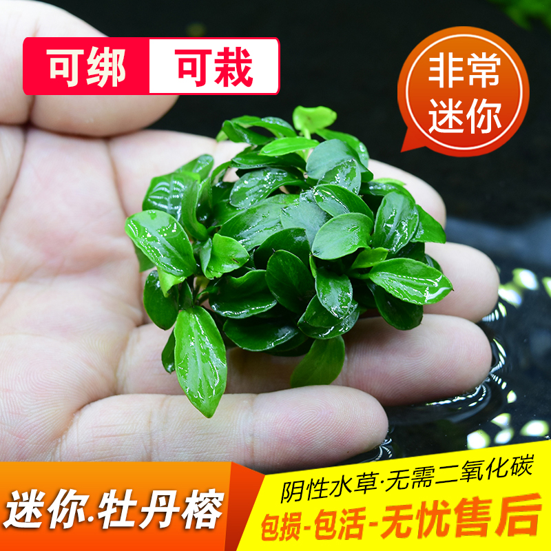 水族箱迷你牡丹榕鱼缸q造景阴性小水榕水草绑粘沉木增氧净水草懒