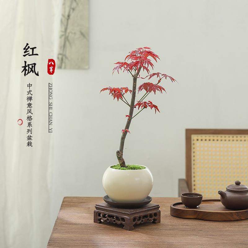 红枫树盆景中式摆件客厅书房桌面盆栽绿植物净化空气四季好养花卉