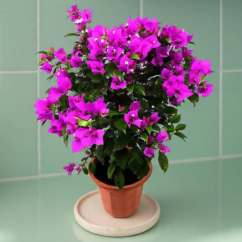 带花红三角梅花盆栽绿樱爬藤重瓣植物室内阳台庭院树苗四季开花卉