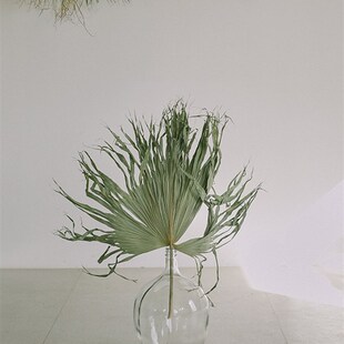 蒲扇叶棕榈叶天然干燥花森系自然干树叶葵扇叶墙面背景布置装饰大