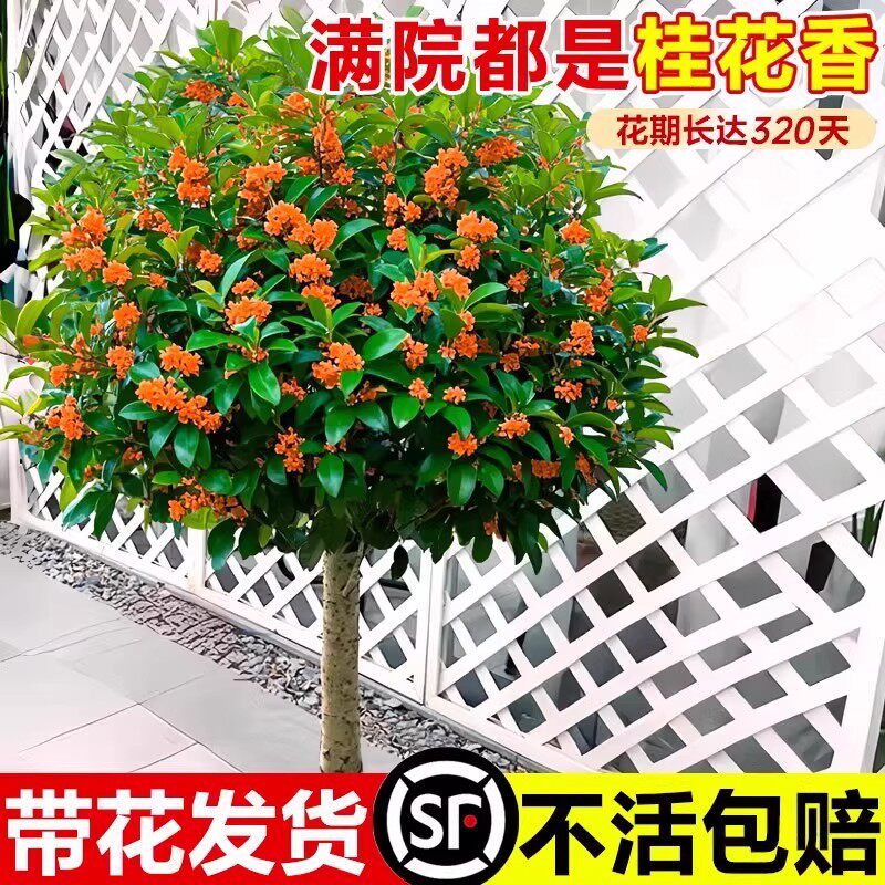 桂花树苗金桂丹桂银桂四季桂状元红庭院别墅地栽春季必种老桩大树