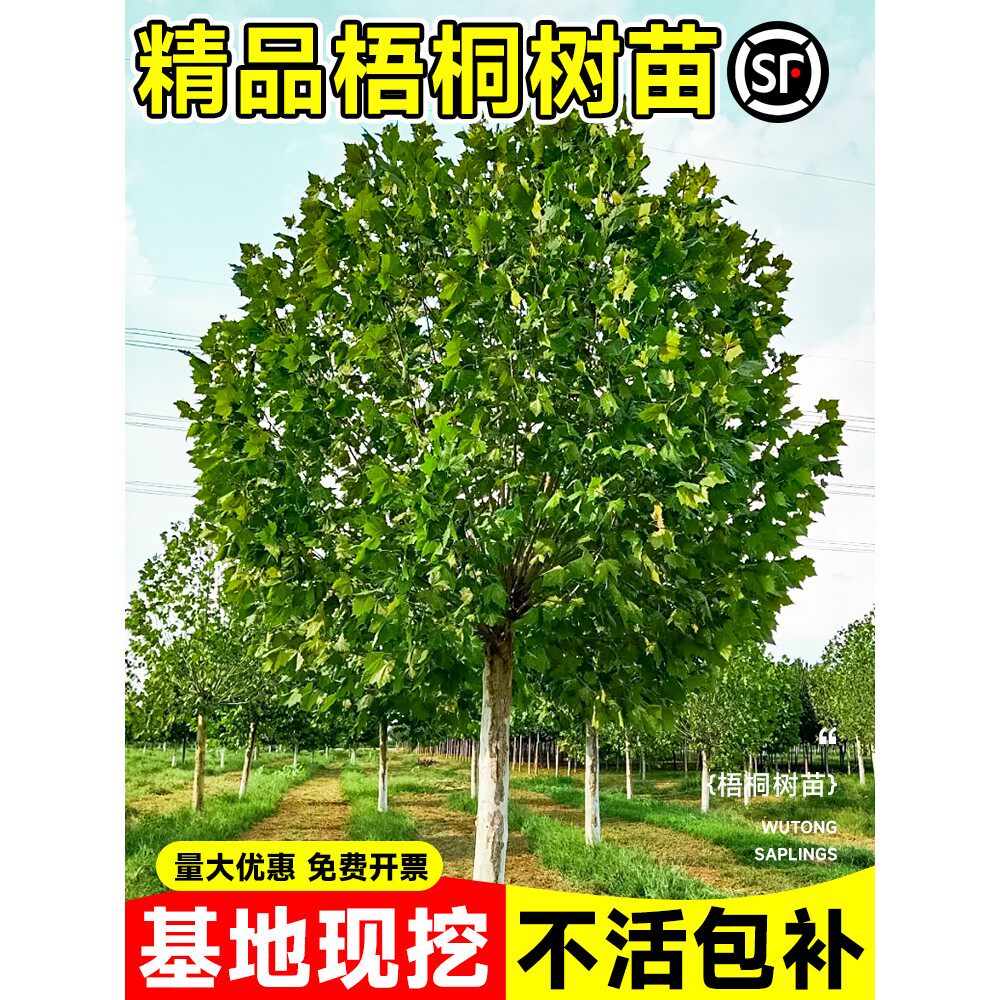 法国梧桐树大树苗庭院遮阳风景树行道园林苗木南北方种植青桐法桐