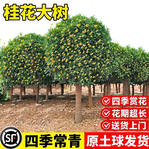 桂花树苗大庭院地栽金丹四