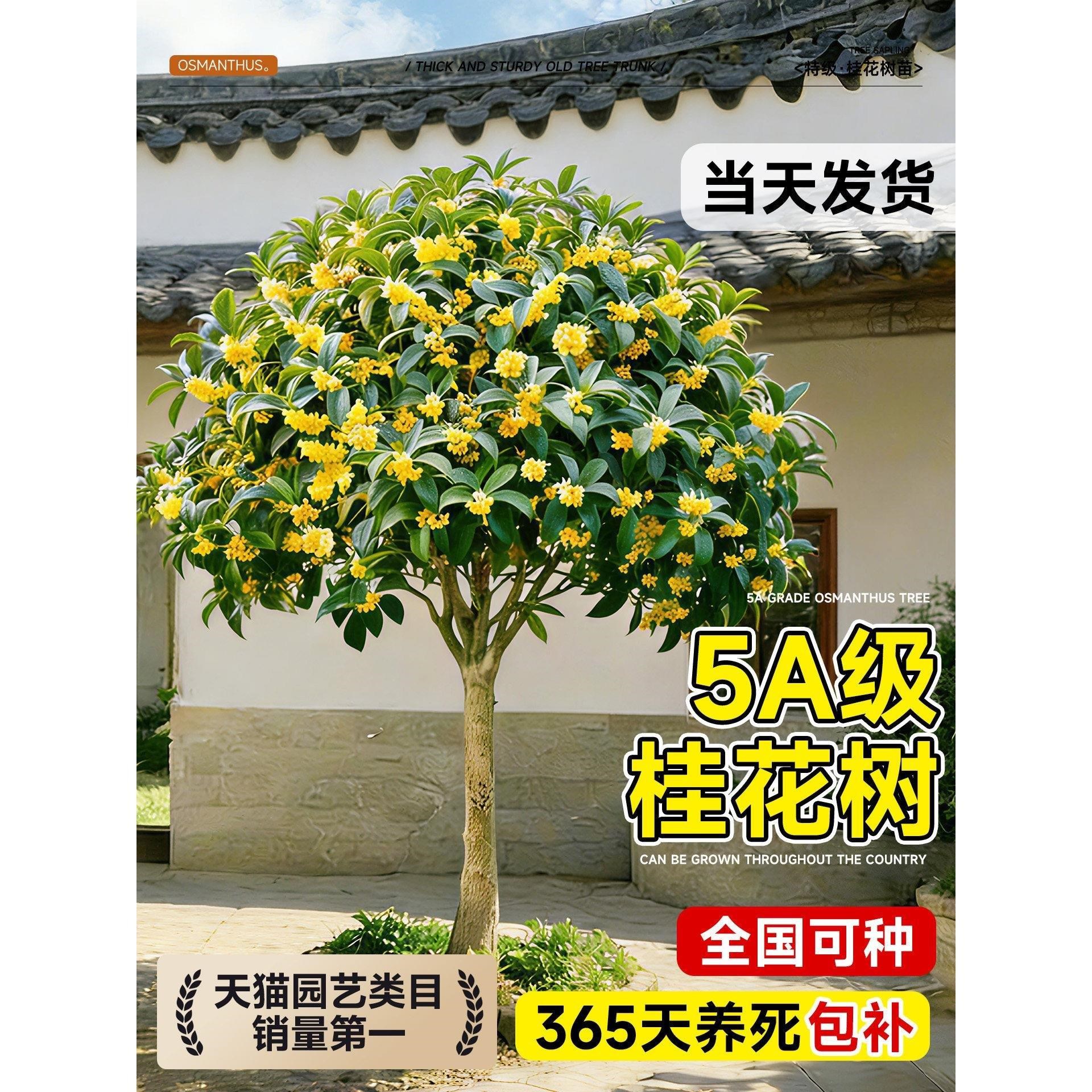 正宗桂花树苗庭院地栽卉盆