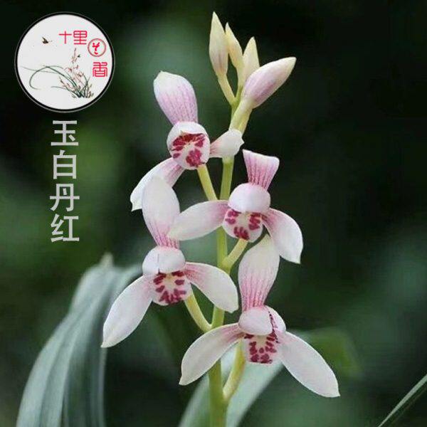 【十里兰香】建兰白子画四季兰玉白丹红荷型白彩浓香好养兰花苗