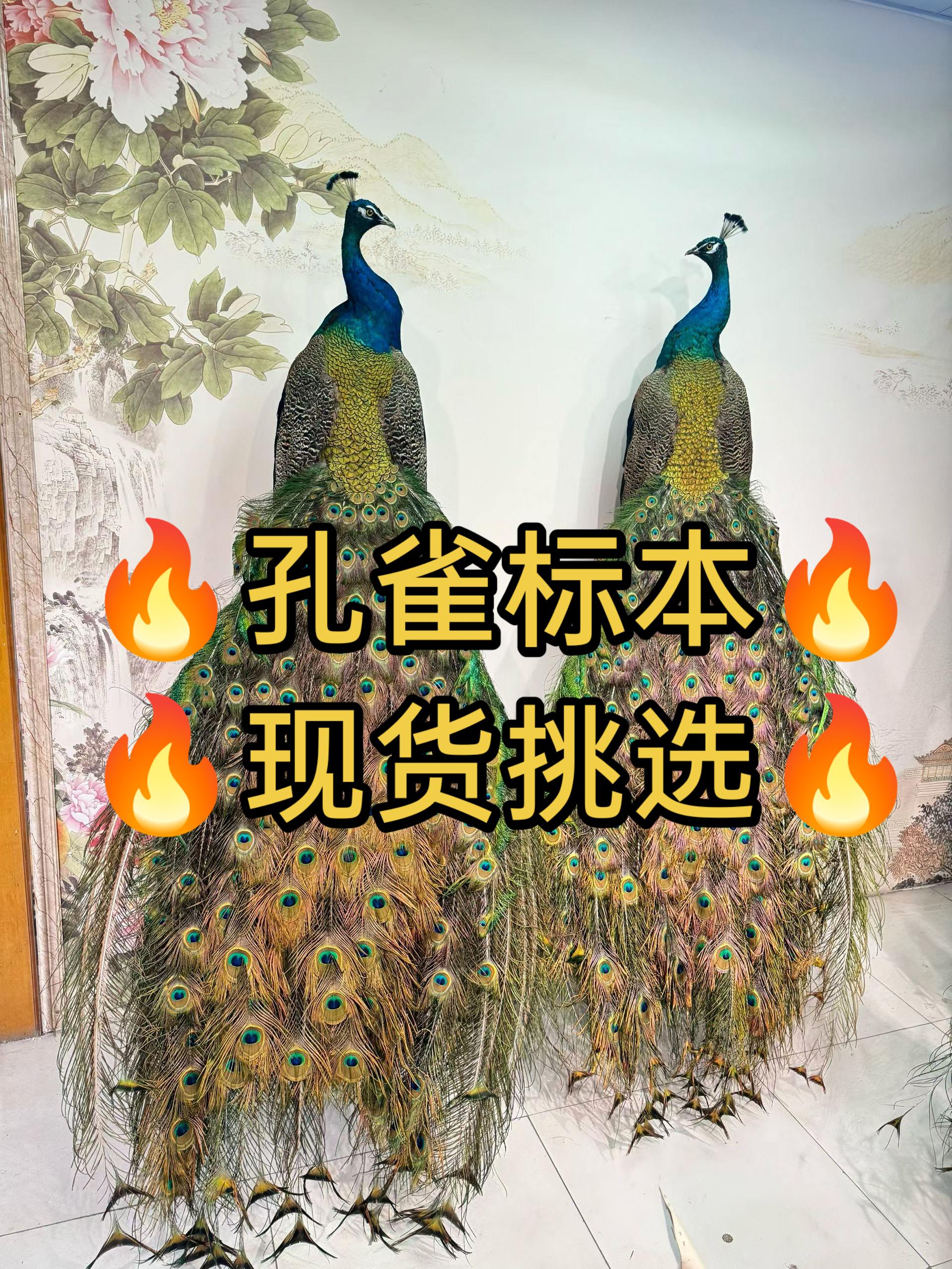 蓝白孔雀标本全真羽毛落地摆件客装饰摆件