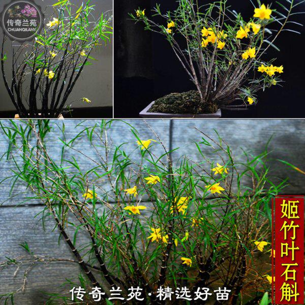 姬竹叶石斛 迷你细叶盆栽苗假山雨林缸造景绿植花卉比铁皮好包邮