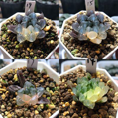 14号玉露锦、寿锦一物一拍带盆发货十二卷多肉植物9月30日更新