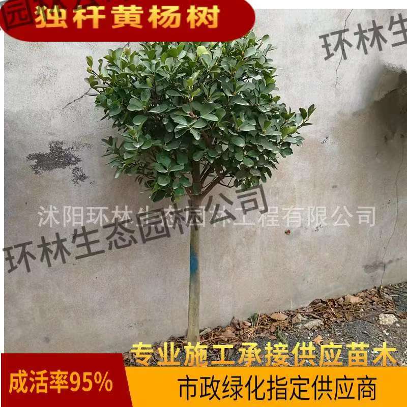 冬青树独杆黄杨四季常青南北方庭院种植5-10公分高杆大叶冬青批发