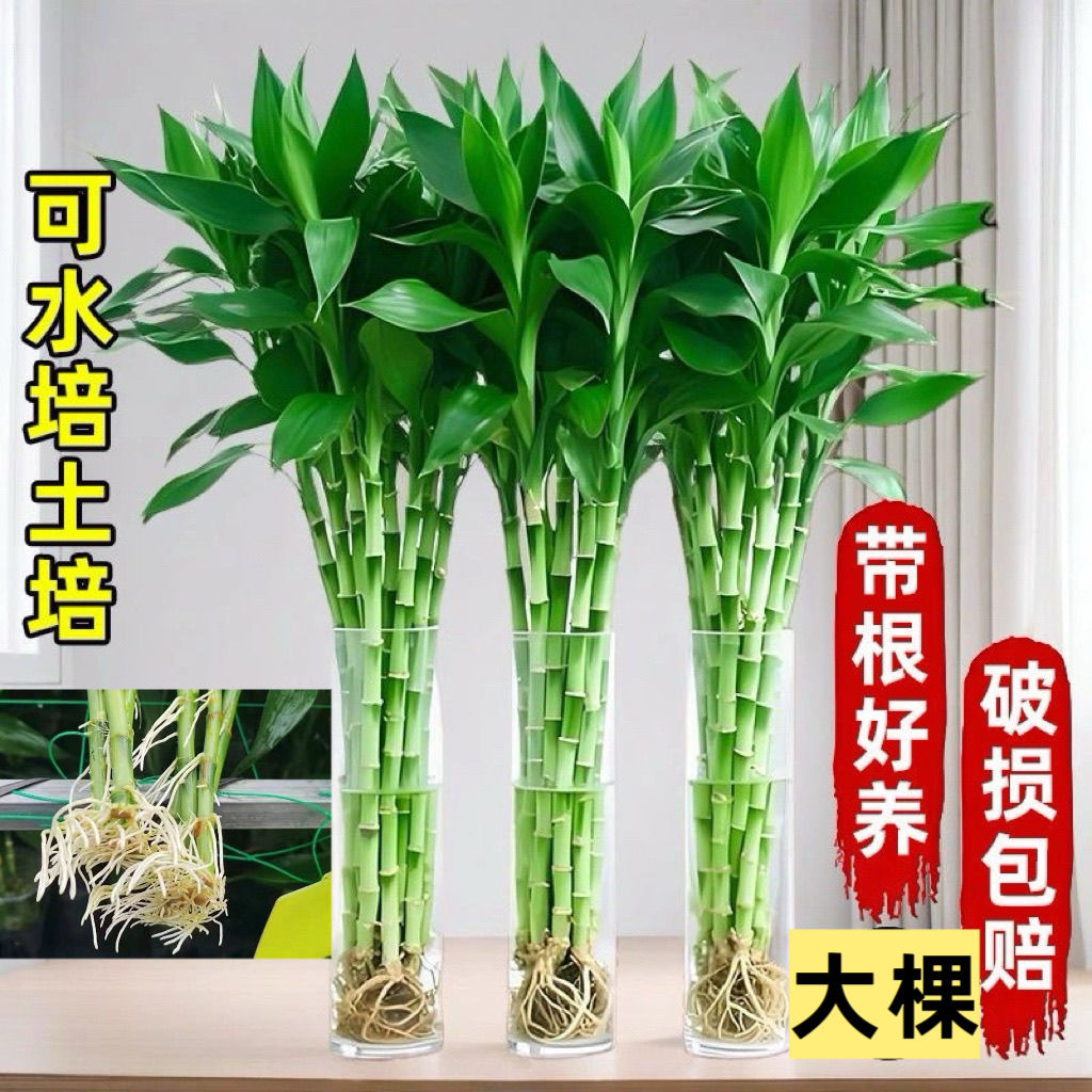 富贵竹水养水竹富贵竹带根须富贵竹带根粗大绿植大型盆栽植物花卉