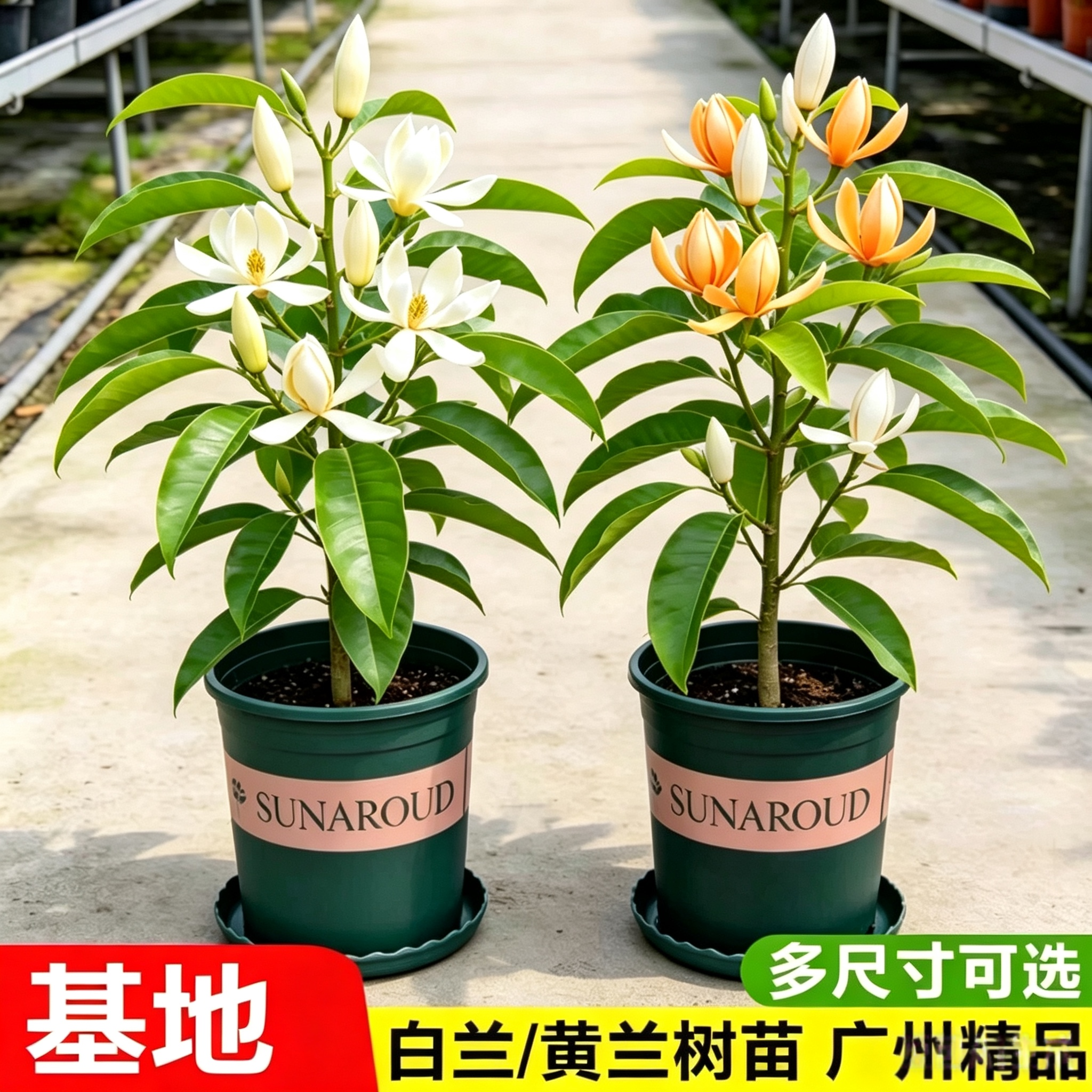 白兰花盆栽带花苞玉兰花树苗黄兰四季好养浓香型花卉庭院老桩植物