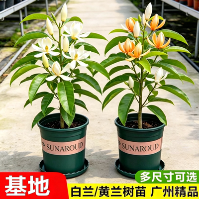 白兰花盆栽带花苞玉兰花树苗黄兰四季好养浓香型花卉庭院老桩植物