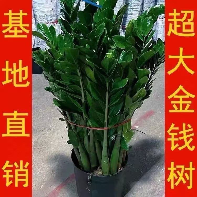 大棵好金钱盆栽钱串子室内客厅植物办公室花卉绿植净化空气发财树