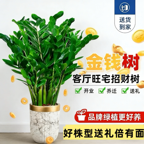好养金钱树盆栽钱串子耐旱植物室内客厅办公室绿植净化空气发财树