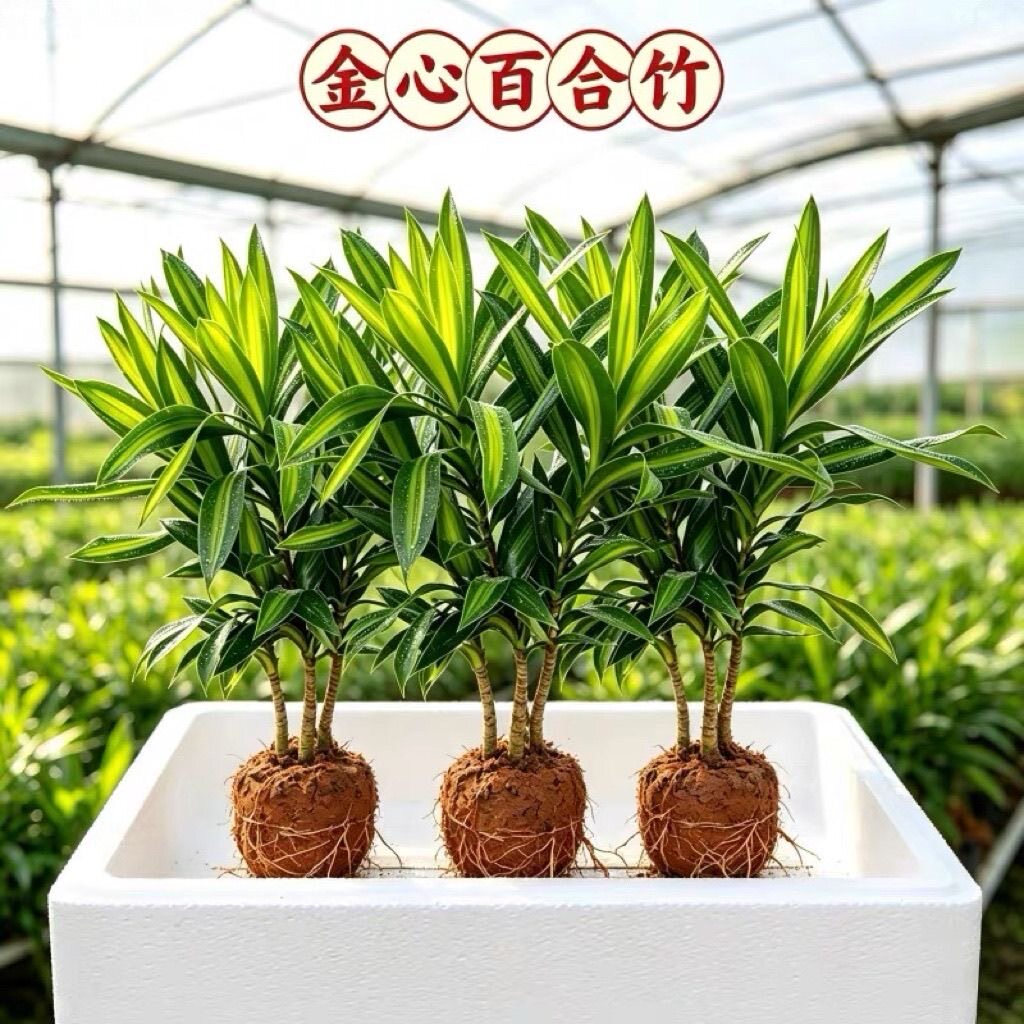 金心百合竹盆栽室内桌面大绿植观叶送礼装饰四季常青盆景懒人植物