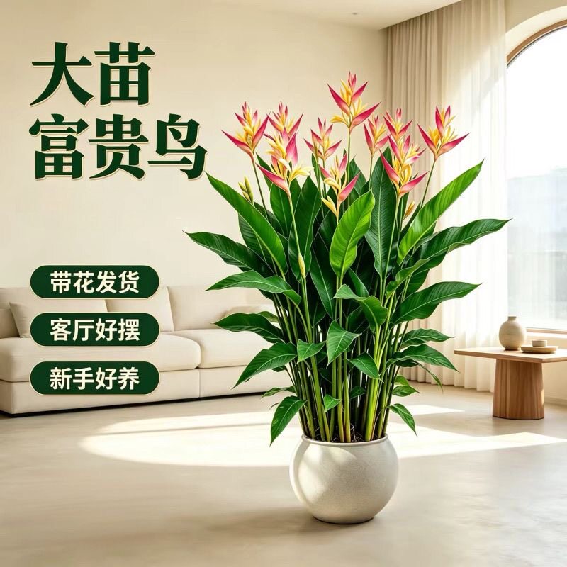 富贵鸟带花绿植物大型室内阳台庭院花园别墅四季常青净化空气盆栽