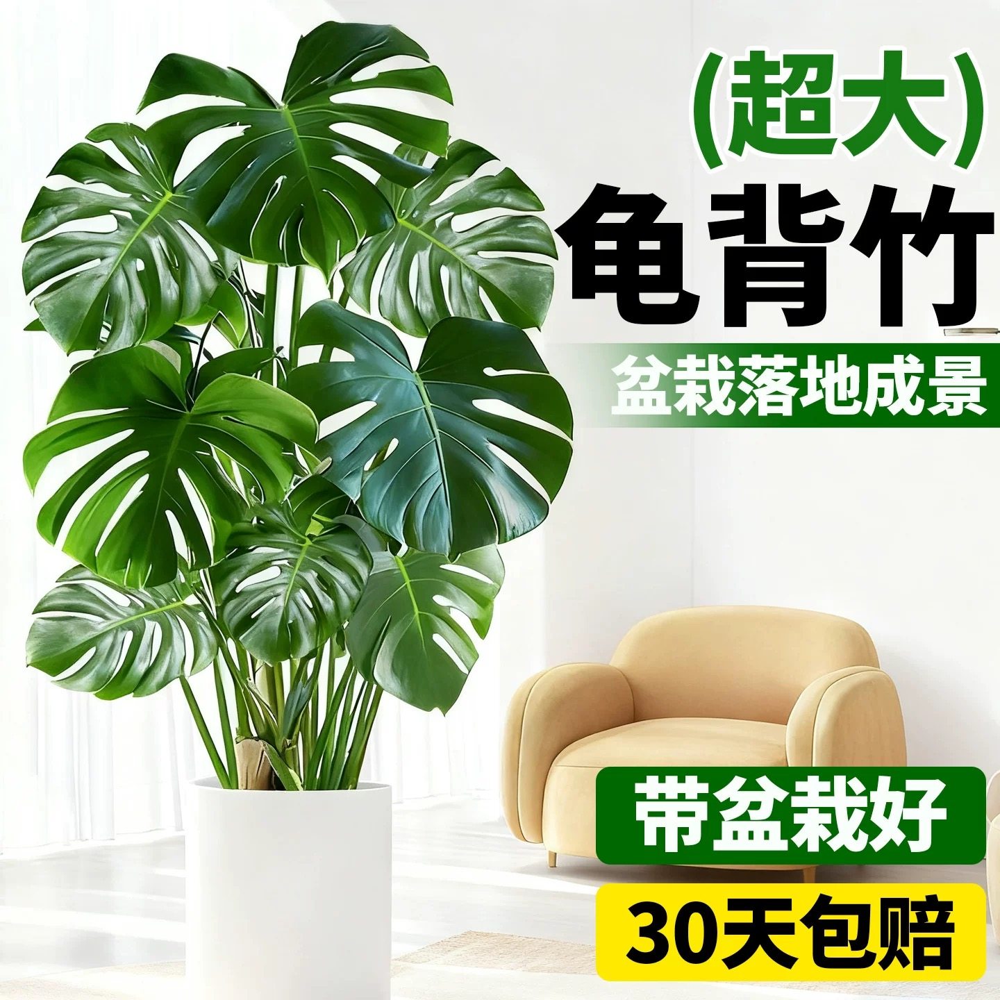 龟背竹客厅绿植室内盆栽大叶四季常青造型真花卉植物室内好养摆件