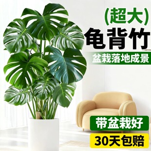 龟背竹客厅绿植室内盆栽大叶四季常青造型真花卉植物室内好养摆件