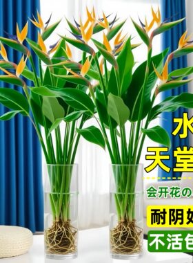 水培植物天堂鸟桌面盆栽鹤望兰水养绿植客厅净化空气四季常青花卉