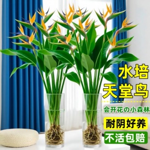 水培植物天堂鸟桌面盆栽鹤望兰水养绿植客厅净化空气四季常青花卉