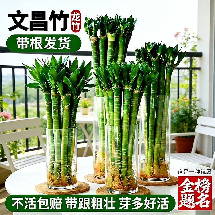 富贵竹水养龙竹多头粗大带根易活桌面盆栽室内植物净化空气除甲醛