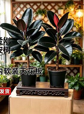 大叶黑金刚盆栽室内花卉绿植净化空气南北方四季常青好容养活植物